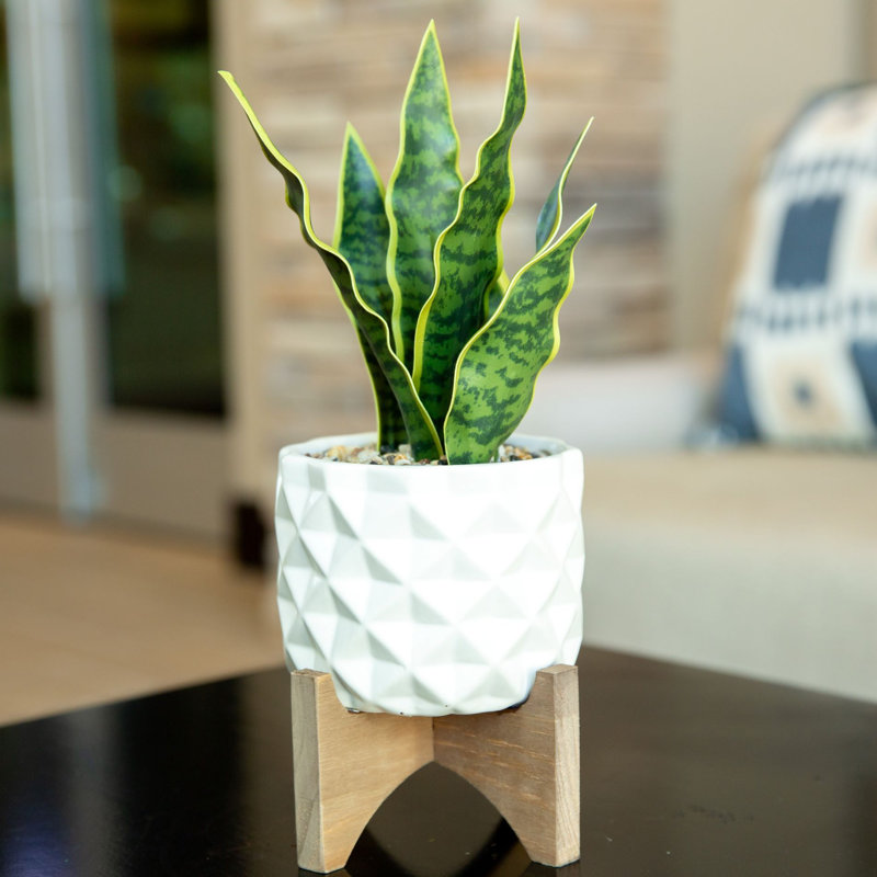 Mistana™ 5" Artificial Snake Plant in Planter & Reviews Wayfair